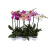 орхидея.-2 орхидея.-2